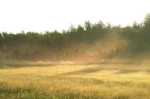 kalmte vallen seizoen. mooi landschap met weg in herfst Woud. esdoorns en berk bomen met groente, geel en oranje bladeren en voetpad in de bos- in zonnig dag foto