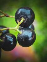 een wild fabriek fruit dat looks Leuk vinden een BES foto