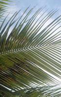 op zoek omhoog Bij de palm bladeren foto