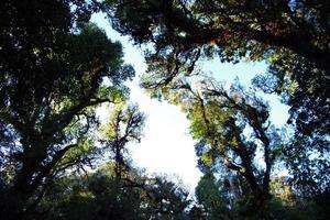 de top van de pijnboom boom tegen de lucht foto