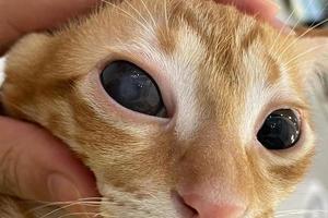 dierenarts onderzoeken Aan de ogen van een kat teckel. cataract ogen van kat. medisch en Gezondheid zorg van huisdier concept. foto