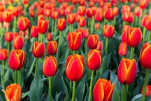 tulp. mooi boeket van tulpen. kleurrijk tulpen. foto