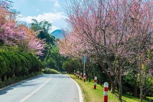 roze sakura Bij Thailand foto