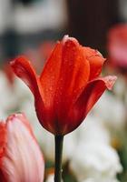 druppels op de rode tulp bloemen in het voorjaar