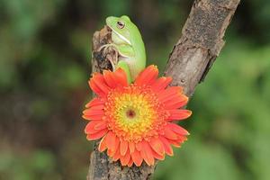macro stadium van kikker en oranje bloem foto