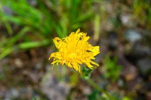 mooi wild groeit bloem geel paardebloem Aan achtergrond weide foto