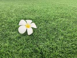 wit frangipani bloemen arrangement Aan achtergrond gazon foto