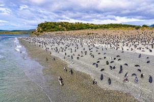 eiland van pinguïns in het beagle kanaal, ushuaia, argentinië foto