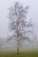 zilver berk in winter mist foto