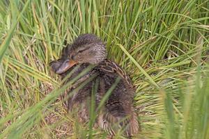 moeder eend genesteld in de gras foto