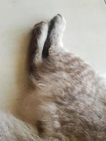 gezond en schattig grijs kat foto