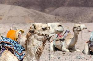 groep rijdende kamelen foto