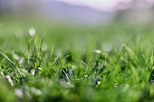 groen gras in lente, detailopname foto