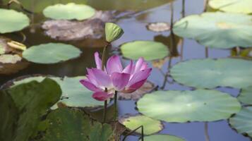 lotus bloem of nelumbo nucifera bloeiend in de water en sommige lotus bladeren. foto