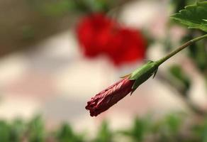 rood hibiscus bloem met natuur achtergrond foto