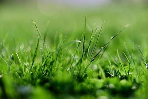 vers voorjaar gazon groen gras groeit in een weide foto