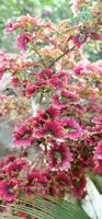 afbeeldingen van mooi rood papier bloemen foto