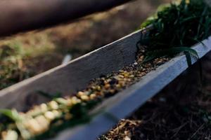 een vrouw werken Aan een boerderij en feeds haar kippen met gezond voedsel, zetten jong, biologisch gras en verbinding voeden in hun voeders door hand- naar voeden hen foto