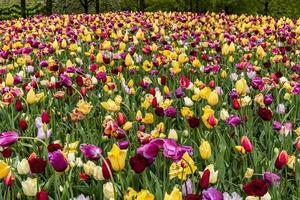 roze en gele tulpen die de grond bedekken foto