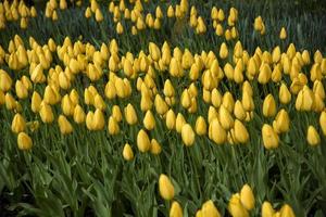 gele tulp bloeit op foto