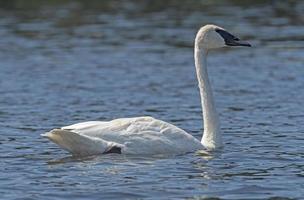 trompettist zwaan dichtbij omhoog in de wilds foto