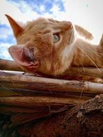 schattig abrikoos kat in de zon foto