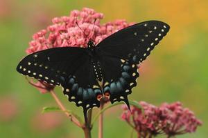 zwart zwaluwstaart vlinder Aan moeras kroontjeskruid foto