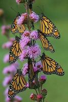 monarch vlinders Aan laaiend ster foto