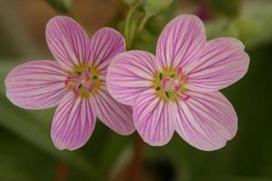 voorjaar schoonheid bloemen foto