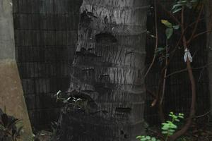 sterk groot wild boom romp textuur. vers groen botanisch bladeren achtergrond foto geïsoleerd Aan landschap sjabloon. parken of buitenshuis rustgevend themed afbeelding.