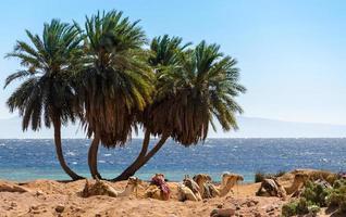 palmbomen en kamelen foto