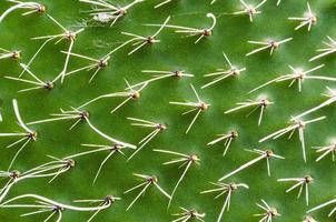 groene cactustextuur foto