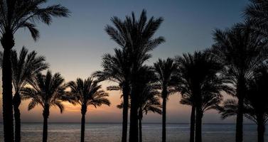 palmbomen bij zonsondergang