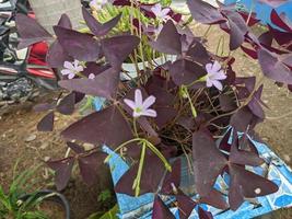 dichtbij omhoog foto van Purper bloem met paars blad. de foto is geschikt naar gebruik voor decoratief bloem achtergrond en natuur inhoud media.