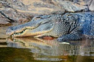 alligator Bij de dierentuin foto