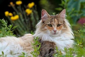 een mooie vrouwelijke Noorse boskat die in gras ligt foto