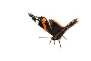 admiraal vlinder bijgesneden voor verder verwerken voor componeren. kleurrijk delicaat foto