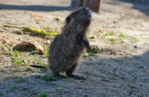 bisamrat staat Aan achter poten en merkt op de omgeving. zoogdier met bruin vacht foto