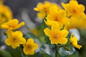 een mooie bos gele goudsbloem bloemen in de lente