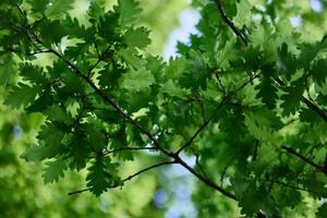 de groen bladeren van de eik boom Aan de takken gloed tegen de blauw lucht, de zonlicht. planeet ecologie flora foto