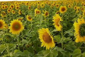 helder zonnebloem veld- een mooi landschap zomer dag foto