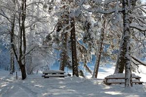 bevroren bomen en banken in sneeuwjacht op een zonnige dag foto