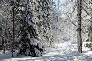 een pad door een winters boslandschap foto