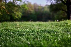 groen gras bureaublad screensaver, ecologie en zorg voor de milieu foto