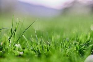 voorjaar natuur met jong groen gras in detailopname foto