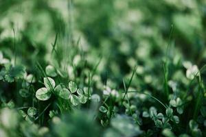 groen gras plantkunde en natuur landschapsarchitectuur voor de huis Oppervlakte, landschapsarchitectuur en nemen zorg van natuur en de milieu foto