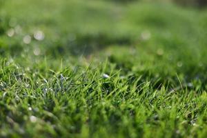 visie van jong groen gras in een park, genomen detailopname met een mooi vervaging van de achtergrond. screensaver foto