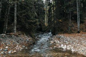 berg rivier- lichaam van water herfst hoog bomen dicht Woud en gedaald bladeren foto