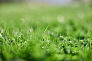 groen zomer gras in de stralen van zonlicht, bewaren de natuur van de aarde foto
