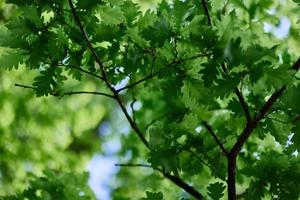 eik bladeren detailopname, groen voorjaar boom kroon zonlicht foto